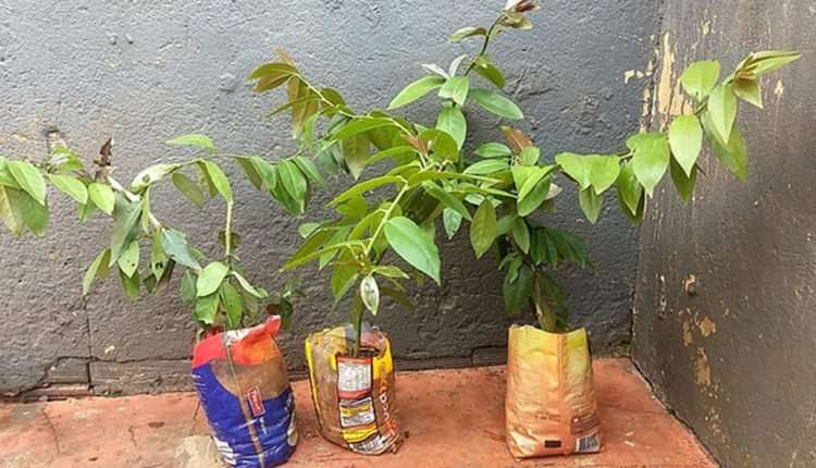 ora pro nobis planta