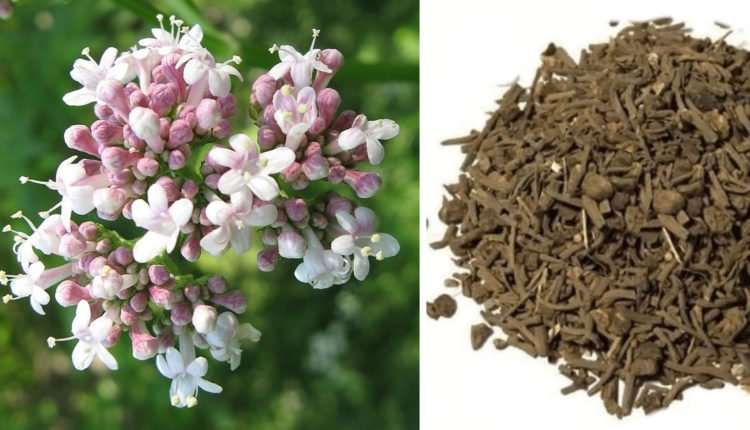 valeriana
