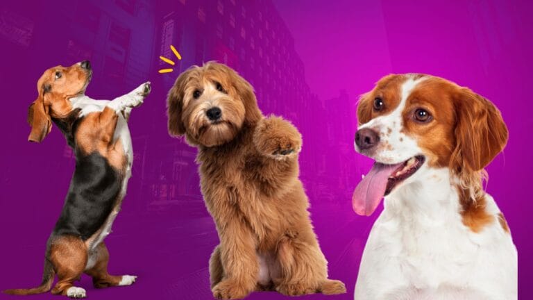 Descubra como calcular a verdadeira idade do seu cachorro Descubra como calcular a verdadeira idade do seu cachorro